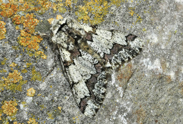 E questa bella Noctuidae chi  ? - Geometridae A. selenaria